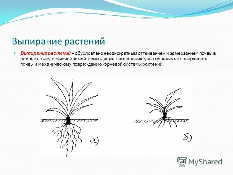 Непрерывность восходящего тока в растении обусловлена