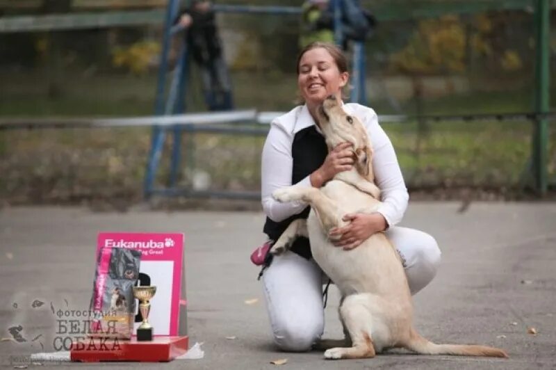 Человек выставляющий собак. Хендлер мужчина. Хендлер. Человек выставляющий собак. Хендлинг для собак.