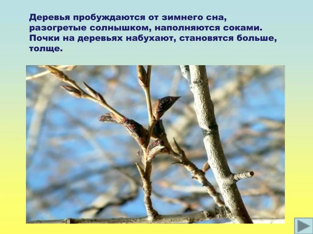 Как пробудить спящее дерево