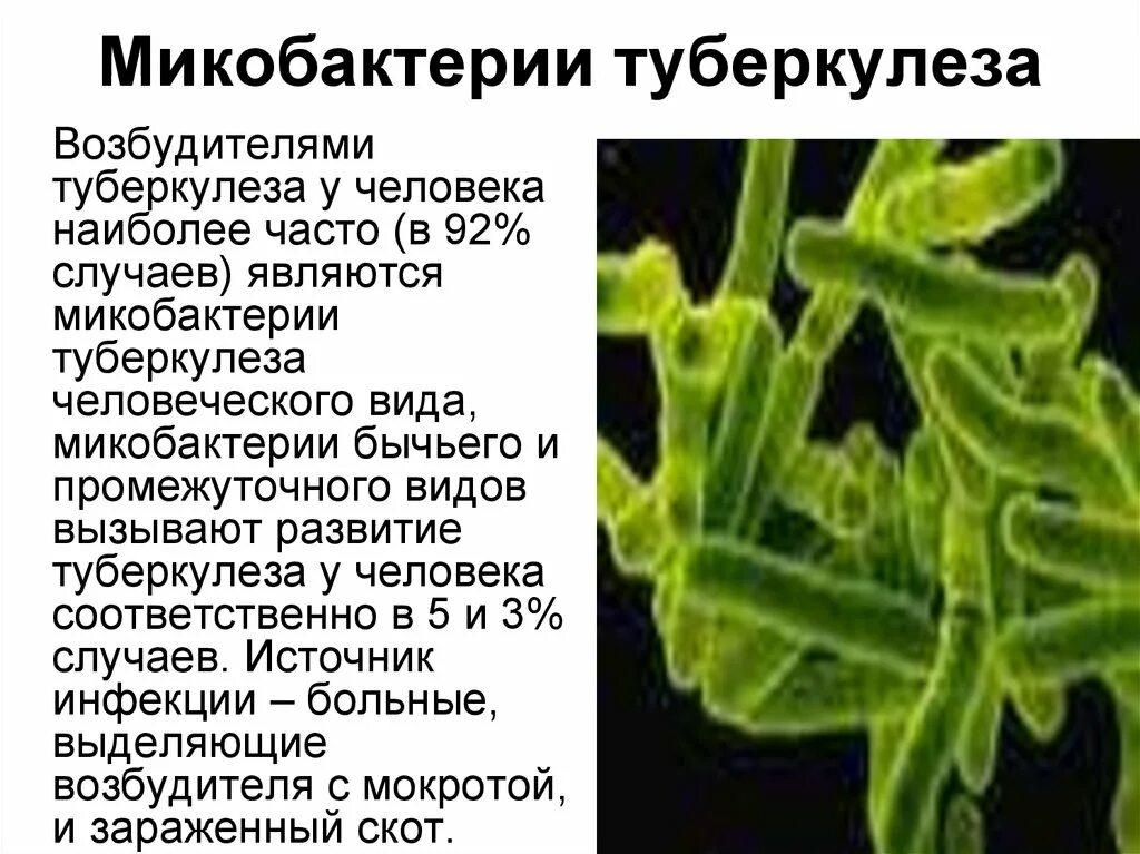 Микобактерии туберкулеза формы. Палочка Коха возбудитель туберкулеза. Микобактерии возбудители туберкулеза. Микобактерии уберкулез. Миклбактери, тубе.