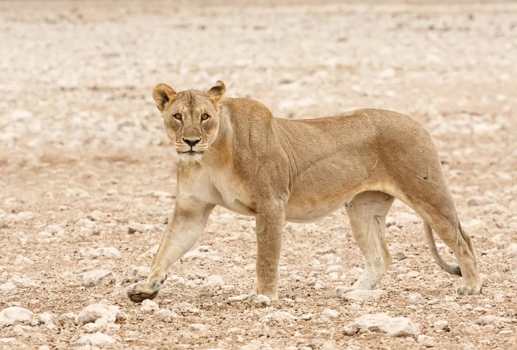 Лев какое млекопитающие. Ferocious lioness. Лев млекопитающее животное. Самый крупный Лев. Берберский Лев фото.