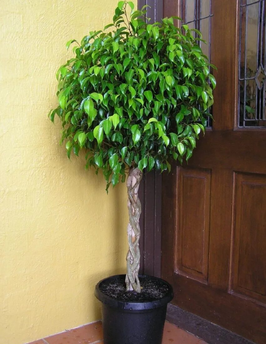 Фикус древовидный бенджамина. Фикус бенджамина дерево. Фикус мелколистный. Фикус фолиоли. Фикус бенджамина дунетти.