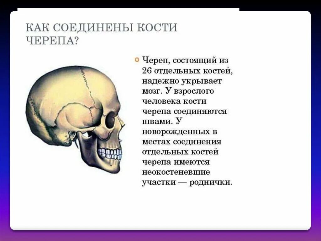 Соединение костей мозгового отдела черепа. Соединения костей мозгового отдела черепа анатомия. Зубчатые швы между костями мозгового черепа. Соединения костей черепа анатомия швы.