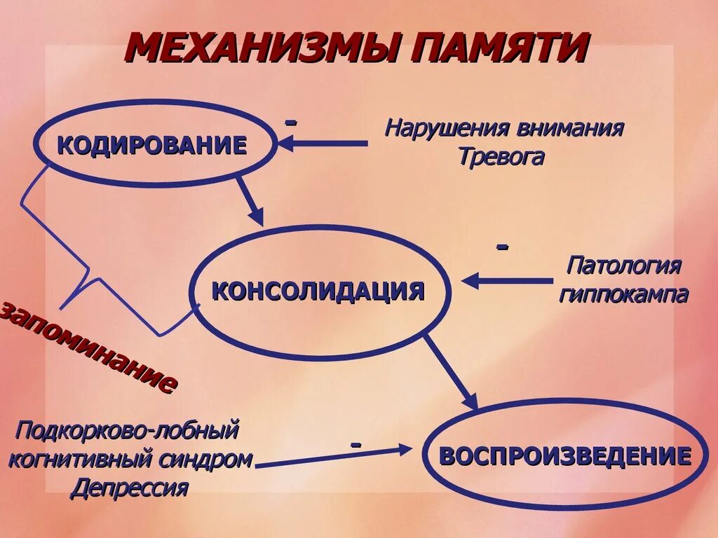 4 качества памяти. Механизмы памяти. Механизмы памяти в психологии. Механизмы памяти физиология. Механизм формирования памяти.