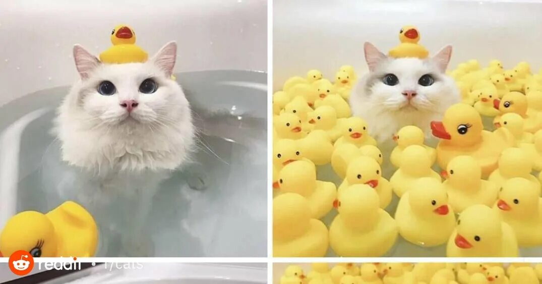 Cat duck. Кошка купается с уточками. Котик в ванной с уточками. Котик моется с уточкой. Котики с утками в ванной.