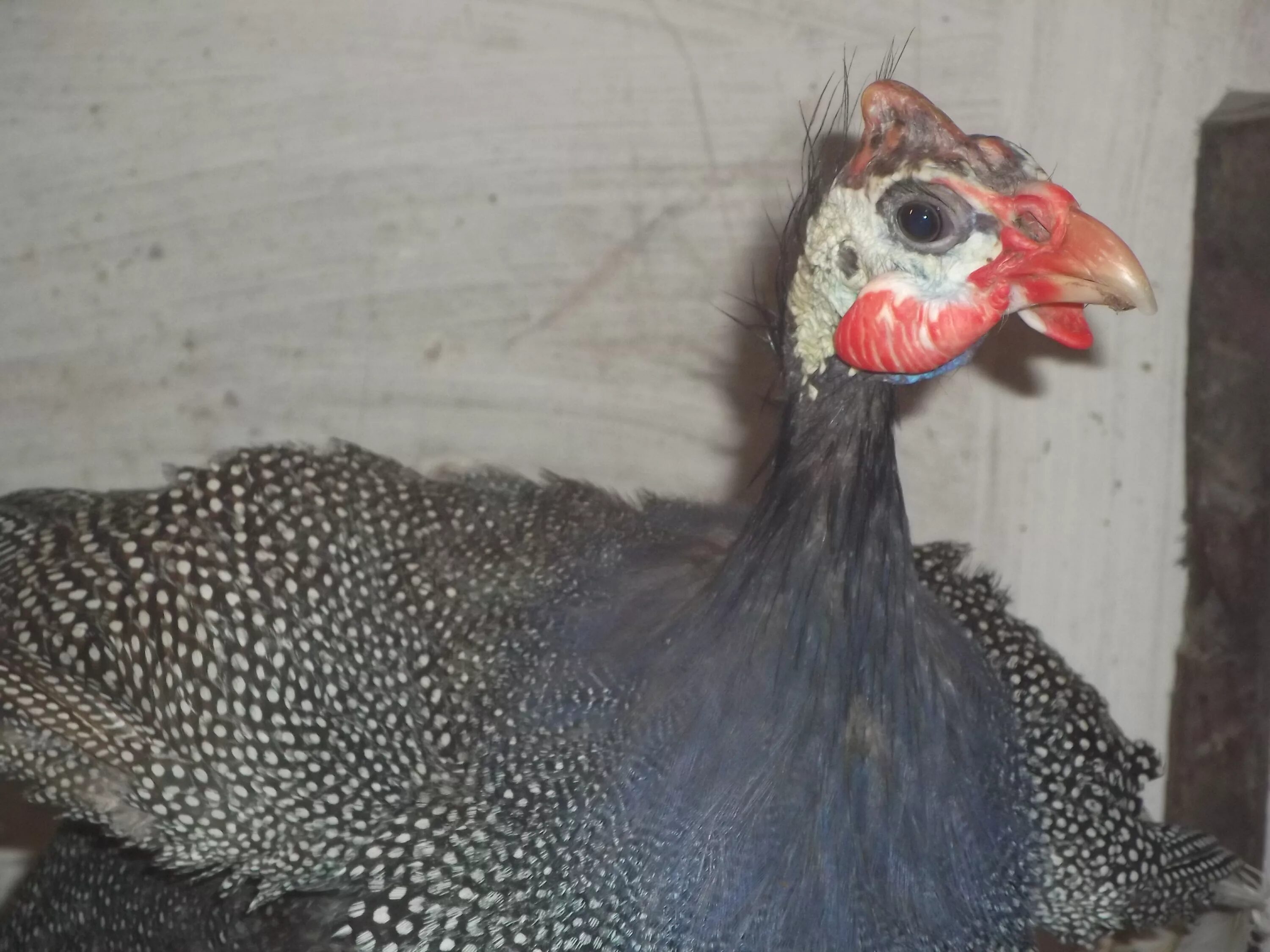 обыкновенная цесарка. цесарка дикая. покажи цесарку. грифовая цесарка. цесарка numida meleagris.