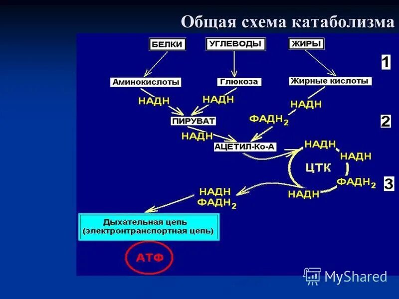 Схема катаболизма основных питательных веществ. Схема этапы катаболизма веществ. Общая схема катаболизма жиров. Стадии и схема катаболизма.