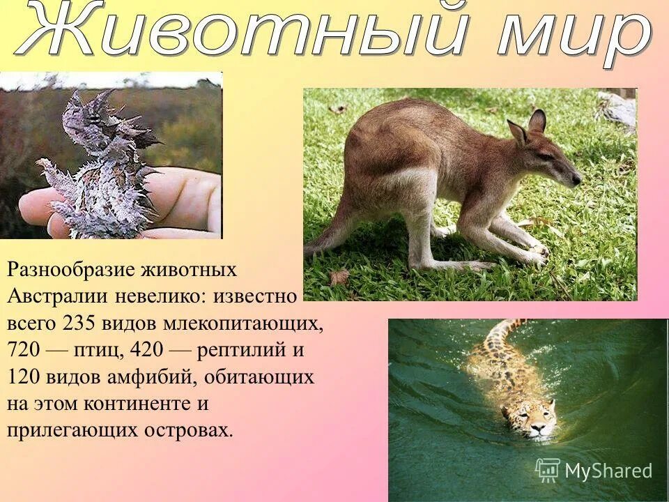 отряд сумчатые признаки отряда. рассказ про австралийских животных. фауна австралии. животный мир презентация. растительный и животный мир австралии 7 класс география.