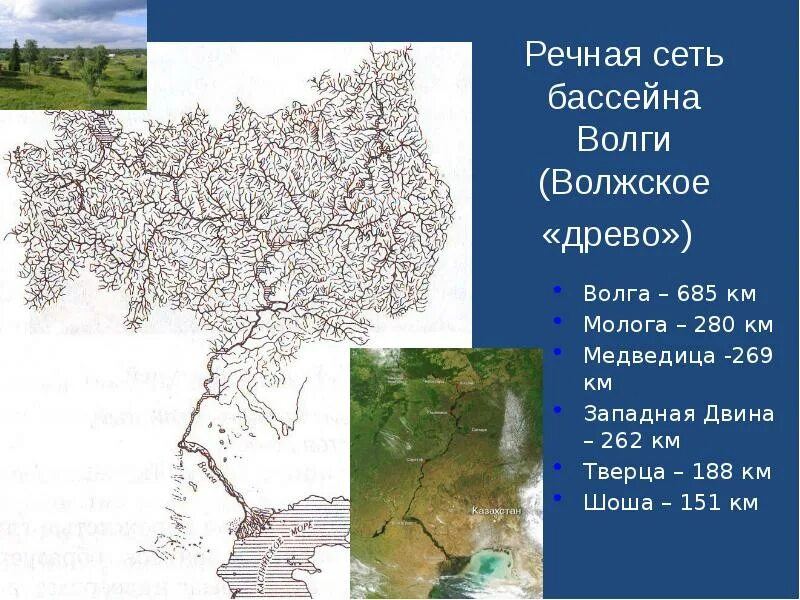 Волжский бассейн реки. Водосборный бассейн реки Волга. Волжское Древо Речная сеть бассейна Волги. Бассейн Волги на карте. Структура Речной сети.