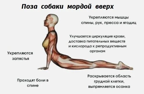 Урдва мукха уттанасана. Поза собаки мордой вверх. Поза собака мордой вверх в йоге. Асана собака мордой вверх йога. Поза собаки мордой вверх.