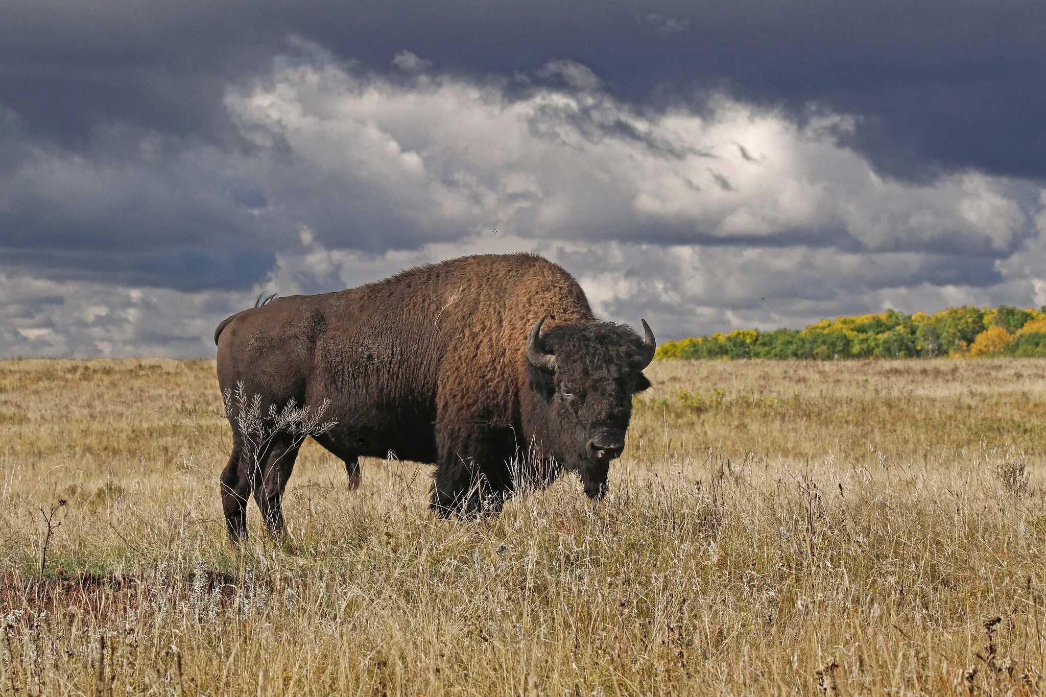 Американский Степной Бизон. Бизоны в Северной Америке. Канадский Лесной Бизон. Bison Bison Bison).