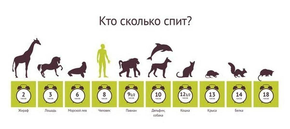 Возраст человека и животных. Сколько спят собаки. продолжительность сна у животных.