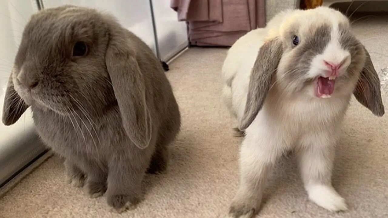 Rabbit live
