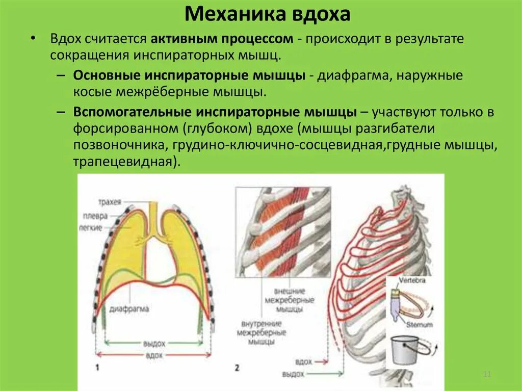 Основные и вспомогательные дыхательные мышцы. Вспомогательные мышцы вдоха. Основных и вспомогательных дыхательных мышц вдоха и выдоха. Вспомогательные инспираторные мышцы. Инспираторное вдох