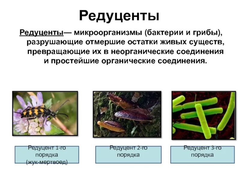 Редуценты образуют