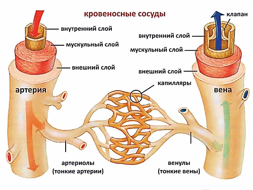 Кровеносные сосуды необходимы для. Схема строения стенки артерий вен капилляров. кровеносные сосуды вена артерия капиляр. сосудистая система: артерии, вены, капилляры. строение артерий вен и капилляров анатомия.