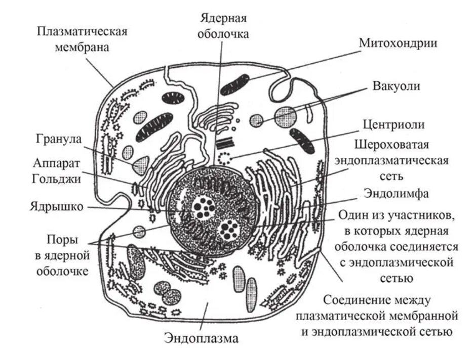 Схема эукариотической клетки животного. Схема строения эукариотной клетки. Схема строения животной клетки эукариот. Схема строения эукариотической клетки схема. Организации эукариотической клетки