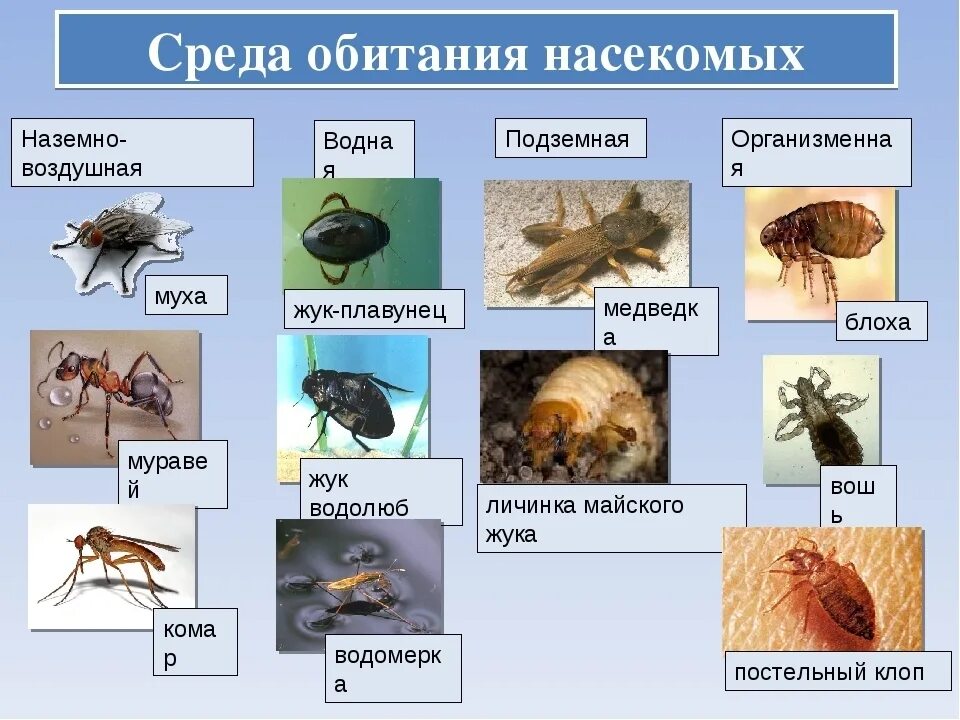 Какие среды освоили жуки. Насекомые. Места обитания насекомых. Насекомые примеры. Насекомые примеры животных.