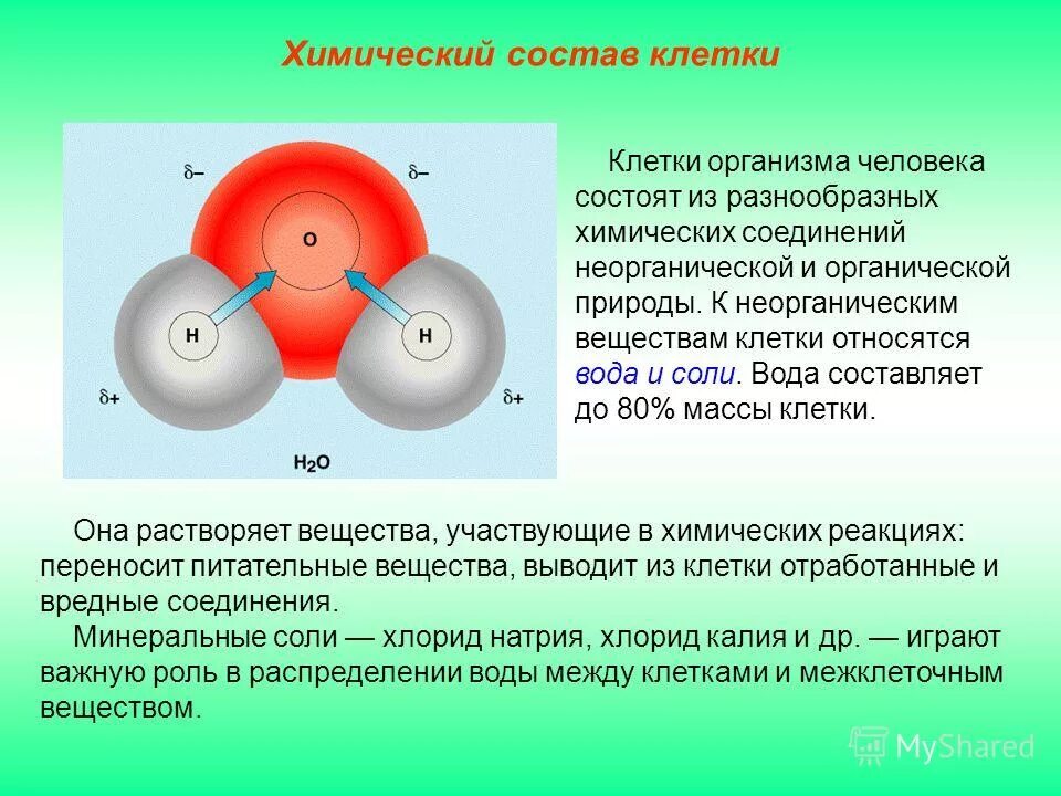 клетка строение клетки. химический состав ядрышка. химический состав клетки нуклеиновые кислоты. химическая формула эмали зуба. строение и химический состав.