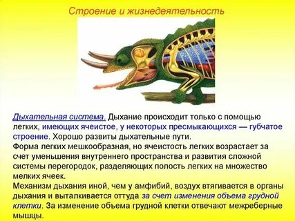Орган равновесия у пресмыкающихся