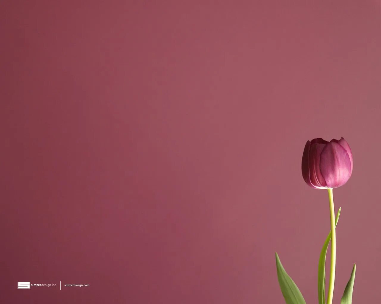 Тюльпаны минимализм. Тюльпаны фон. Цветы Минимализм. Тюльпаны на сером фоне.