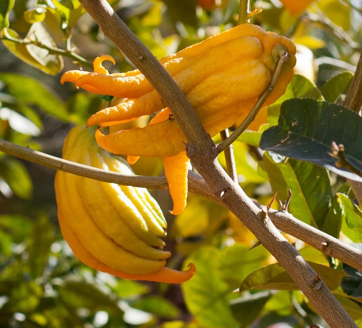 пальцы будды фрукт. китайская груша будда. картинки фрукта будда. груша необычной формы. цитрон этрог.