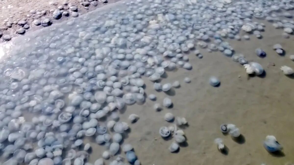 Нашествие медуз в черном море. Медузы в азовском море. Медузы корнероты в азовском море. Нашествие медуз в азовском море 2021. Медузы в азовском море.