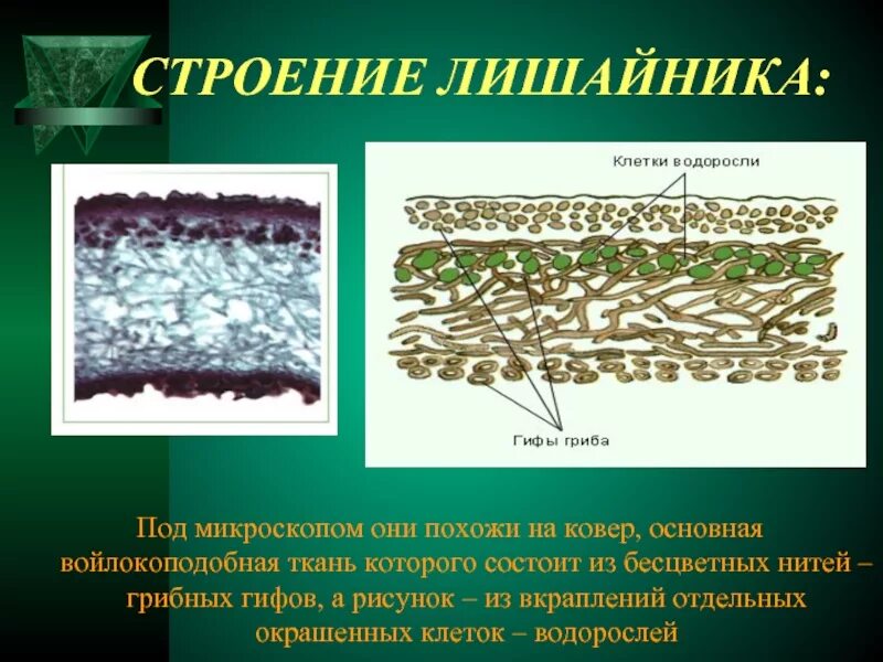 Какое тело лишайника. Клеточное строение лишайника. Строение лишайников клетки водоросли. Внутреннее строение лишайника. Строение лишайника под микроскопом.