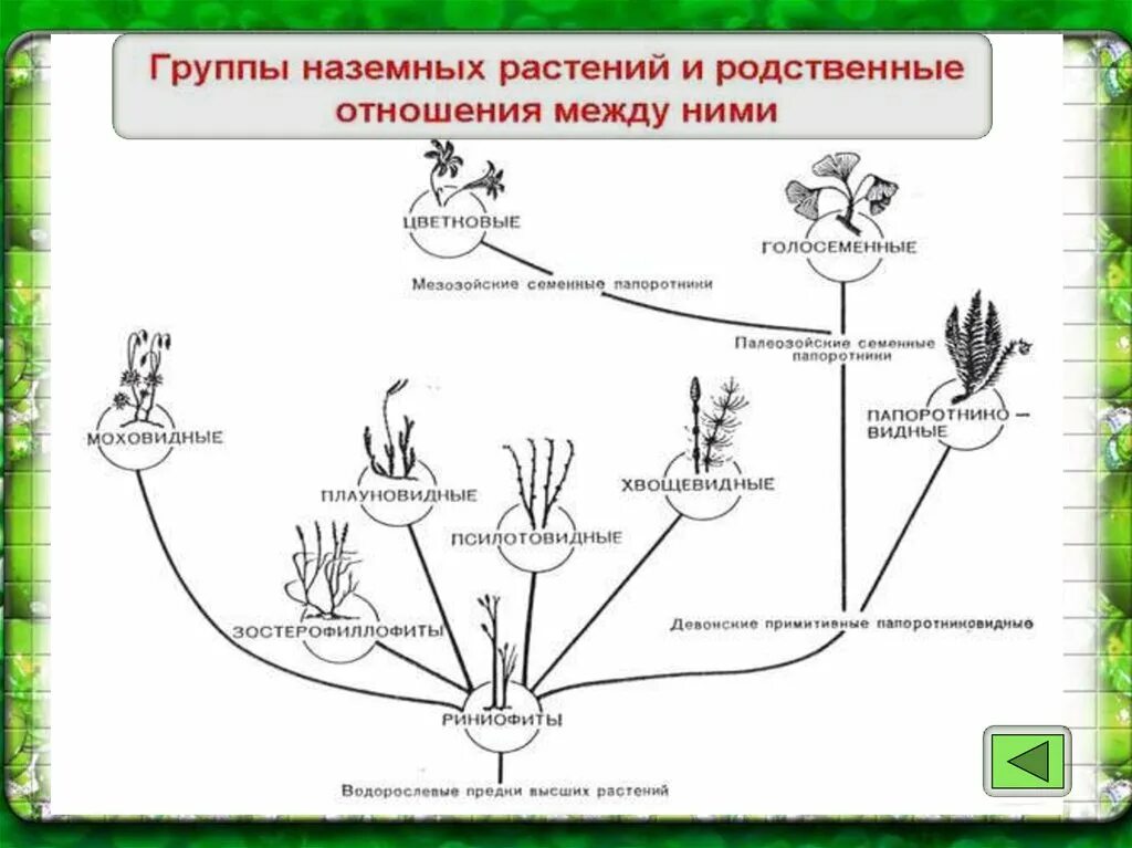 Схема эволюции высших растений. Схема происхождения высших растений. Эволюция наземных растений. Эволюция высших растений. Список наземных растений