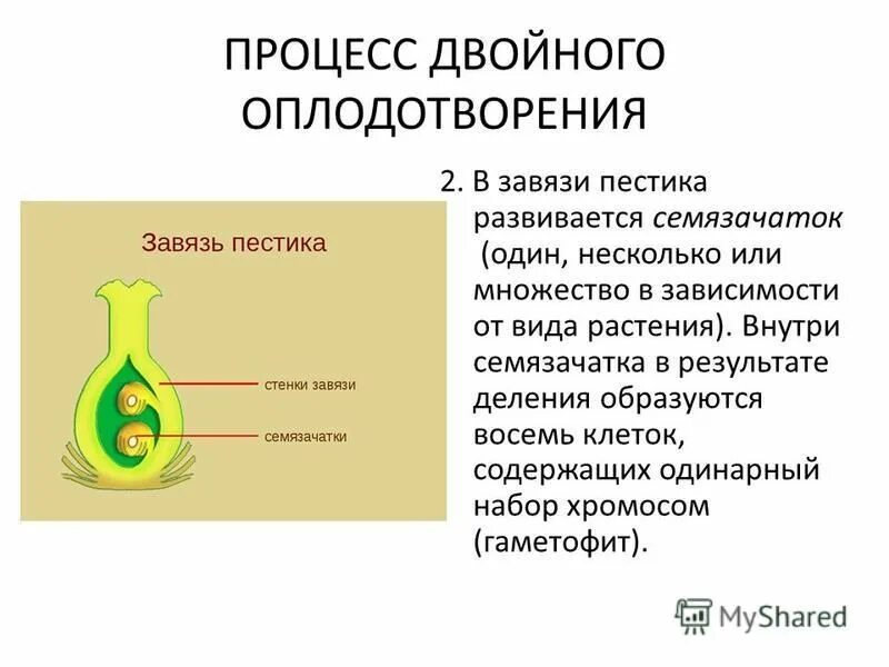 В результате образуется из завязи. Семязачаток покрытосеменных растений. Семязачатки в завязи пестика. Строение семязачатка. Процесс оплодотворения у цветковых растений.