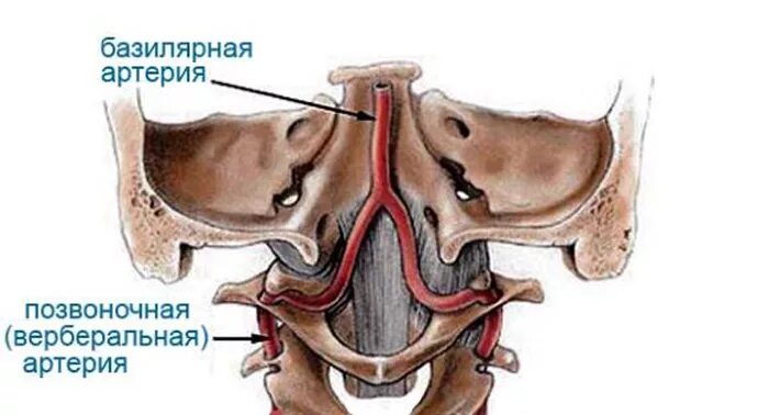 Вертебрально базилярная недостаточность. Базилярная и позвоночная артерии. Синдром вертебро-базилярная недостаточность. Вертебробазилярный бассейн артерии. Сосуды вертебно-базилярного бассейна.