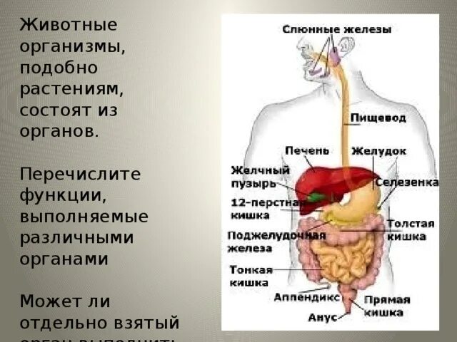 Орган выполняющий функцию сокращения. Орган человека выполняющий функцию. Какие функции выполняют органы. Какие функции в организме человека выполняют органы. Орган и выполняемая функция.