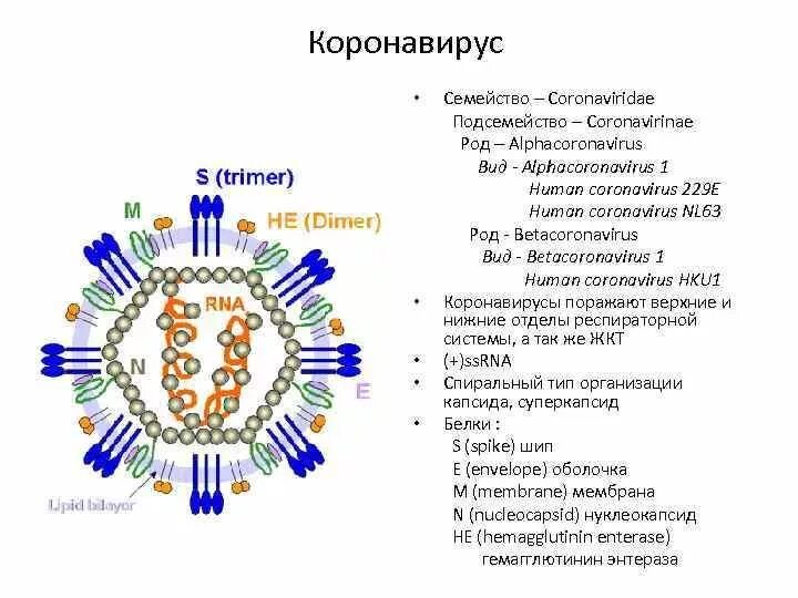 Ковид в каком году. Схема строения вириона коронавируса. Коронавирус строение рисунок. Коронавирусы микробиология строение. Коронавирус строение вируса.