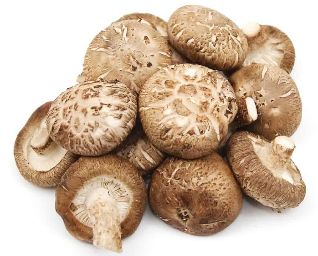 Грибы японские шитаки. Шиитаке съедобные грибы. Шиитаке Lentinus edodes. Грибы шиитаке 200 г.