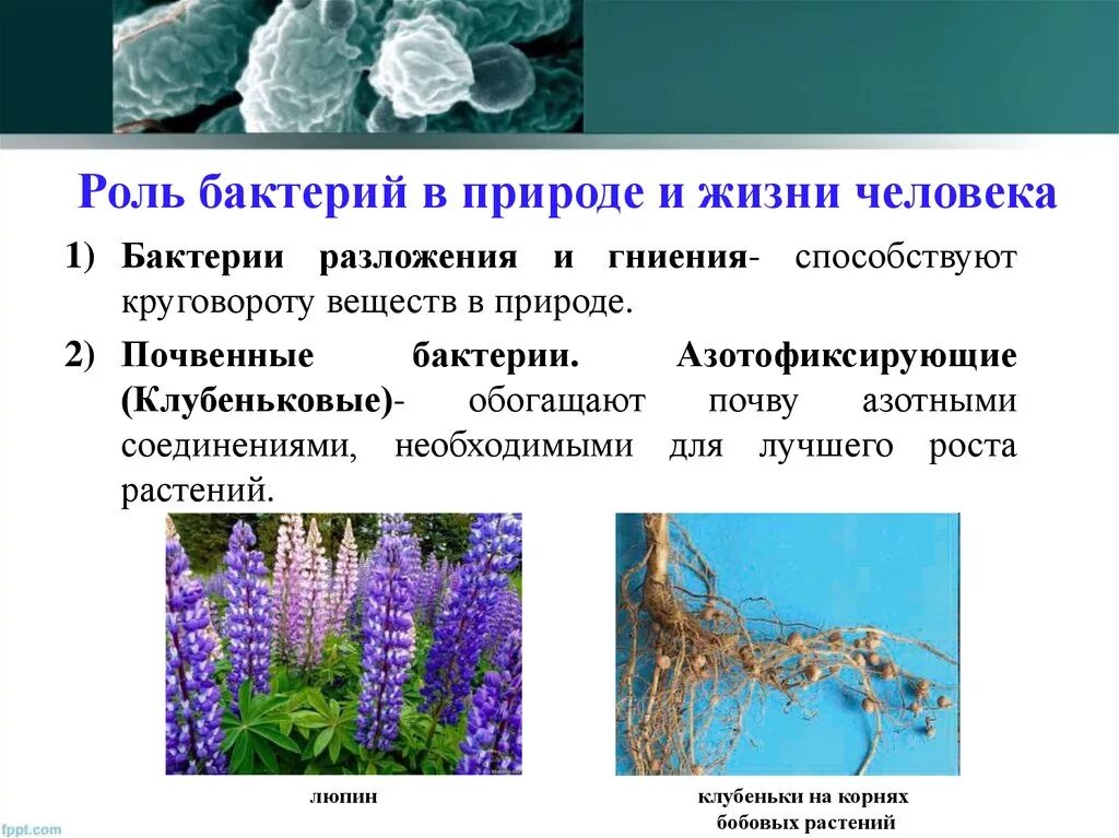 Роль бактерий в природе 7 класс кратко. Клубеньковые бактерии функции. Роль клубеньковых бактерий. Биология 5 класс роль клубеньковых бактерий. Клубеньковые бактерии в природе и жизни человека.