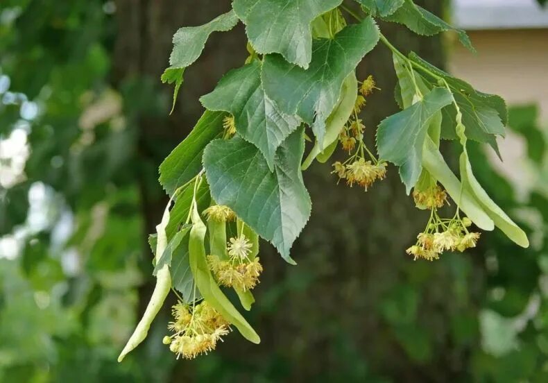 Липа мелколистная сердцевидная. Липа мелколистная, сердцевидная (Tilia cordata). Липа мелколистная Tilia cordata. Липа мелколистная сердцевидная дерево. Как вырастить липу