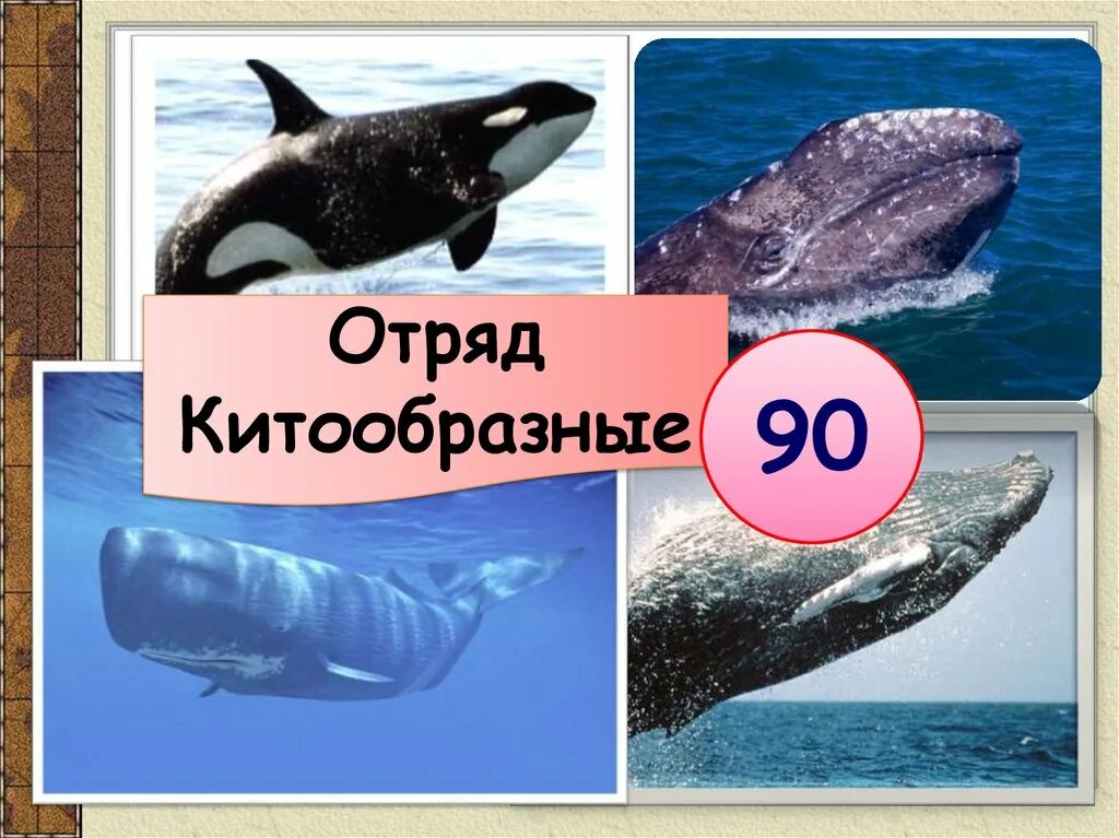 Китообразные сообщение 8 класс. Китообразные 7 класс биология представители. отряды млекопитающих китообразные. отряд китообразные 7 класс биология. представители отряда китообразные биология 7 класс.