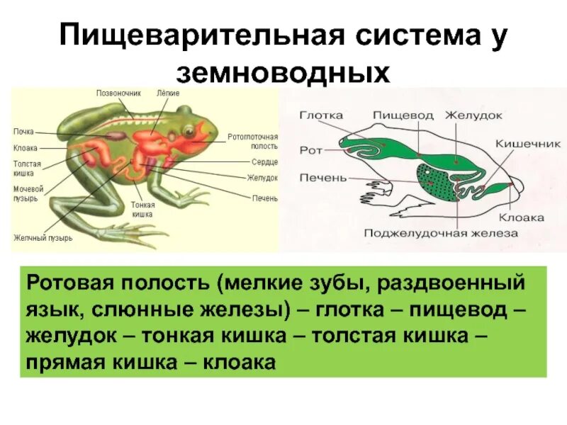 Отделы пищеварительной системы лягушки. Строение пищеварительной системы земноводных. Строение пищевой системы у земноводных. Пищевая система лягушки.