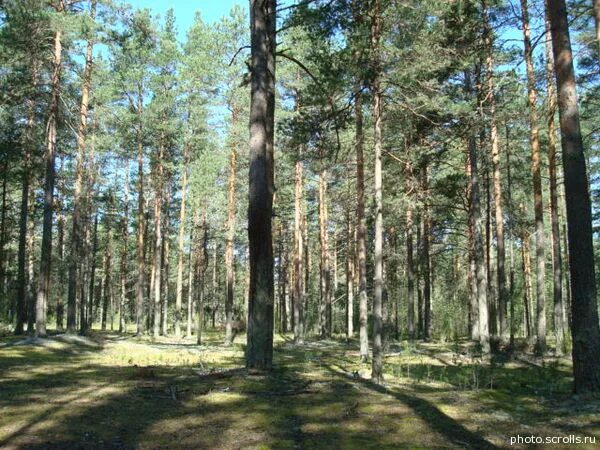 Шитов Вологда Вологодский лес. Фото Чернышевского русский лес Вологда. Вологодский лес комбинат