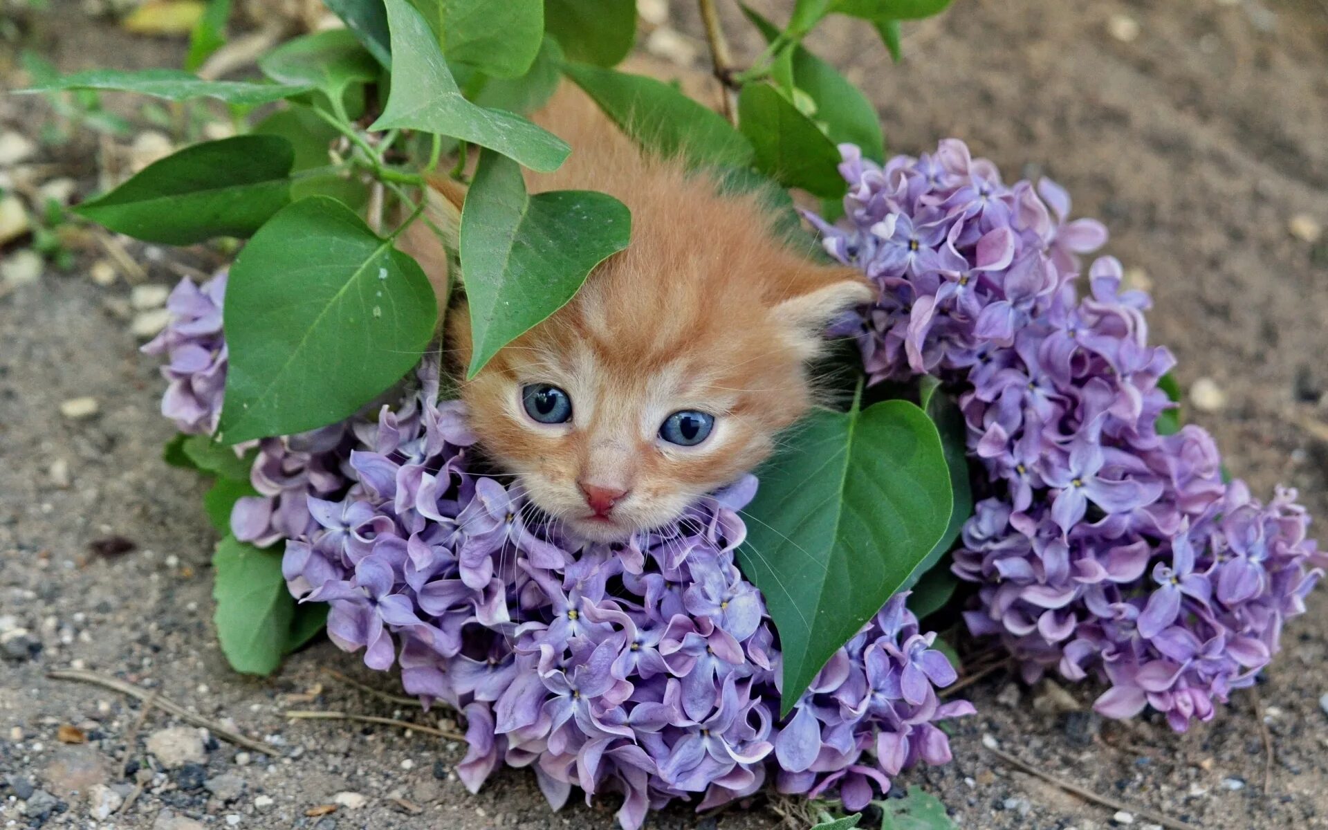 Кошечка в цветах. Красивые котята. Котенок с цветочком. Котенок в сирени. Добрые котята фото