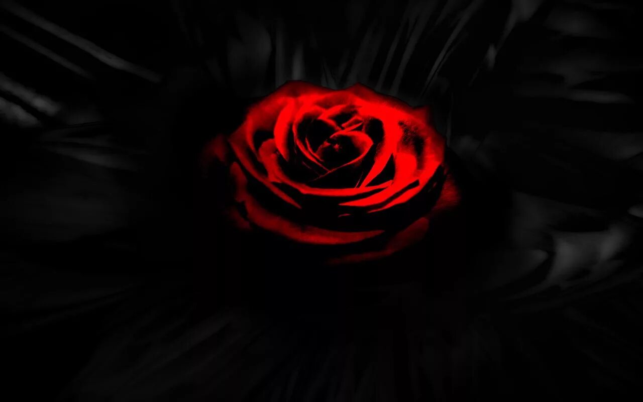 Черный цвет кажется красным. Розы на темном фоне. Цветы на черном фоне. Красные цветы на черном фоне. Цветы на темном фоне.
