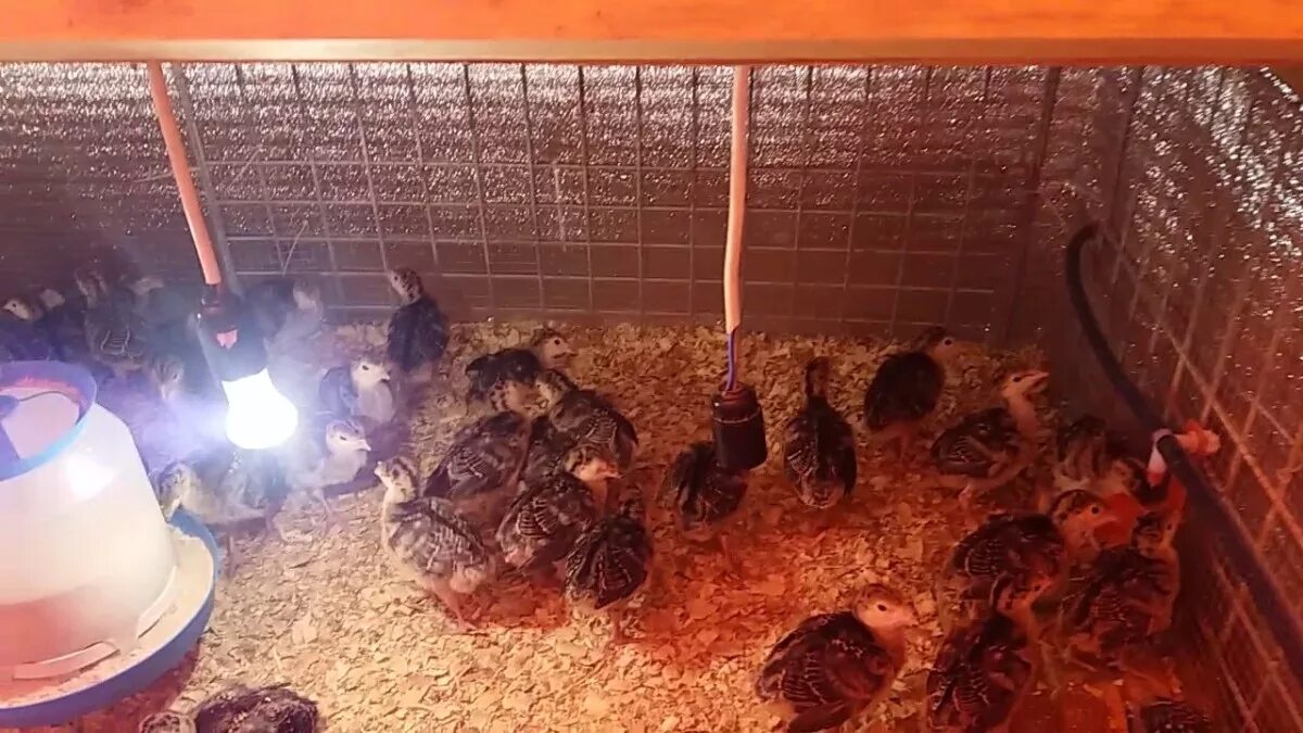 Индюшата пищат. Индюшата бронза 708. индейка бронзовая широкогрудая bronze -708. индюк бронза 708 франция. индюшата 10 дней.