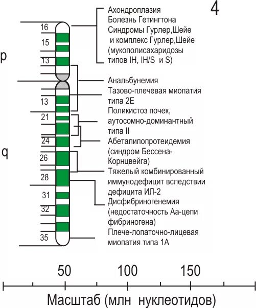 Кольцевая 4 хромосома