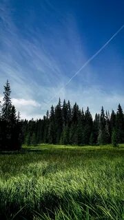 Лес зеленый небо