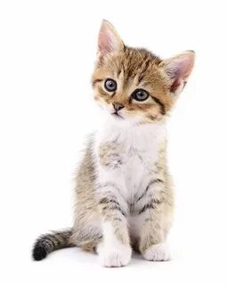 Cat pn