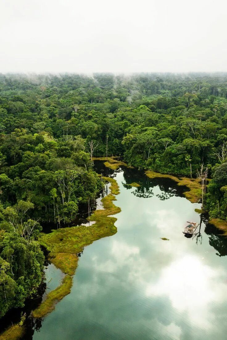 The amazon rainforest is a