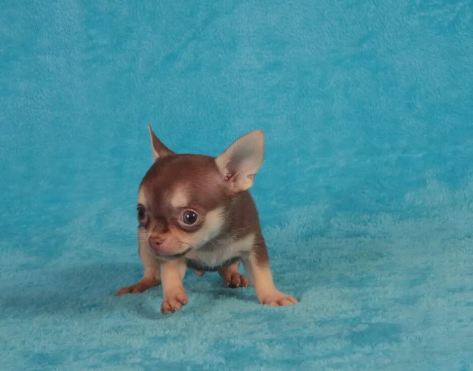 Супер мини чихуахуа. Чихуахуа микро взрослый. Чихуахуа мини. Чихуахуа микро микро микро. Чихуахуа мини.