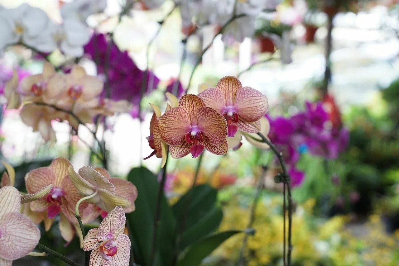 Орхидея ambiance Phalaenopsis. Орхидея Тропик Пикоти. Фаленопсис Калипсо. Фаленопсис Tropical Dream.