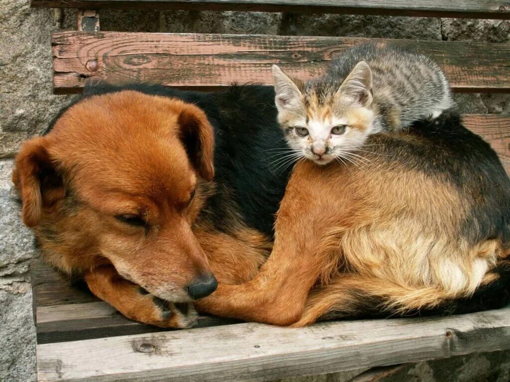 Бездомные животные. Кошки и собаки. Бездомные кошки и собаки. Кошка и щенок. Кидать животных