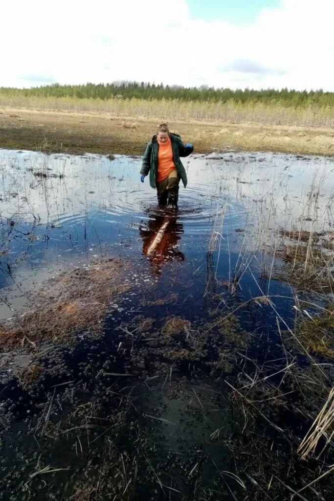 Заблудились в болоте. Мшинские болота. Болота Якутии. Рыба в болоте. Топь болото огромное.